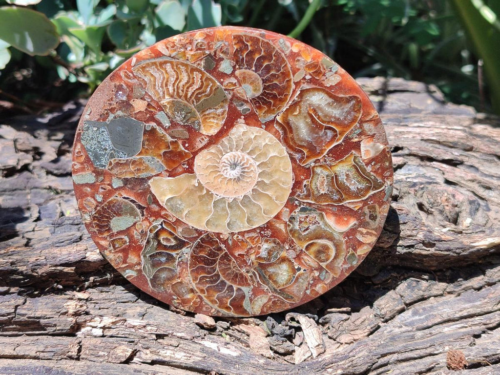 Hand Made Ammonite Conglomerate Coffee Table Coasters x 6 From Mahajanga, Madagascar
