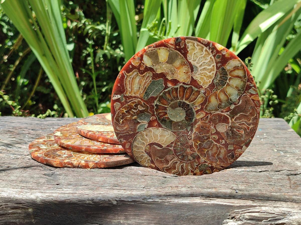 Hand Made Ammonite Conglomerate Coffee Table Coasters x 6 From Mahajanga, Madagascar