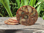Hand Made Ammonite Conglomerate Coffee Table Coasters x 6 From Mahajanga, Madagascar