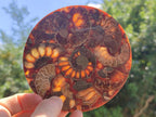 Hand Made Ammonite Conglomerate Coffee Table Coasters x 6 From Mahajanga, Madagascar