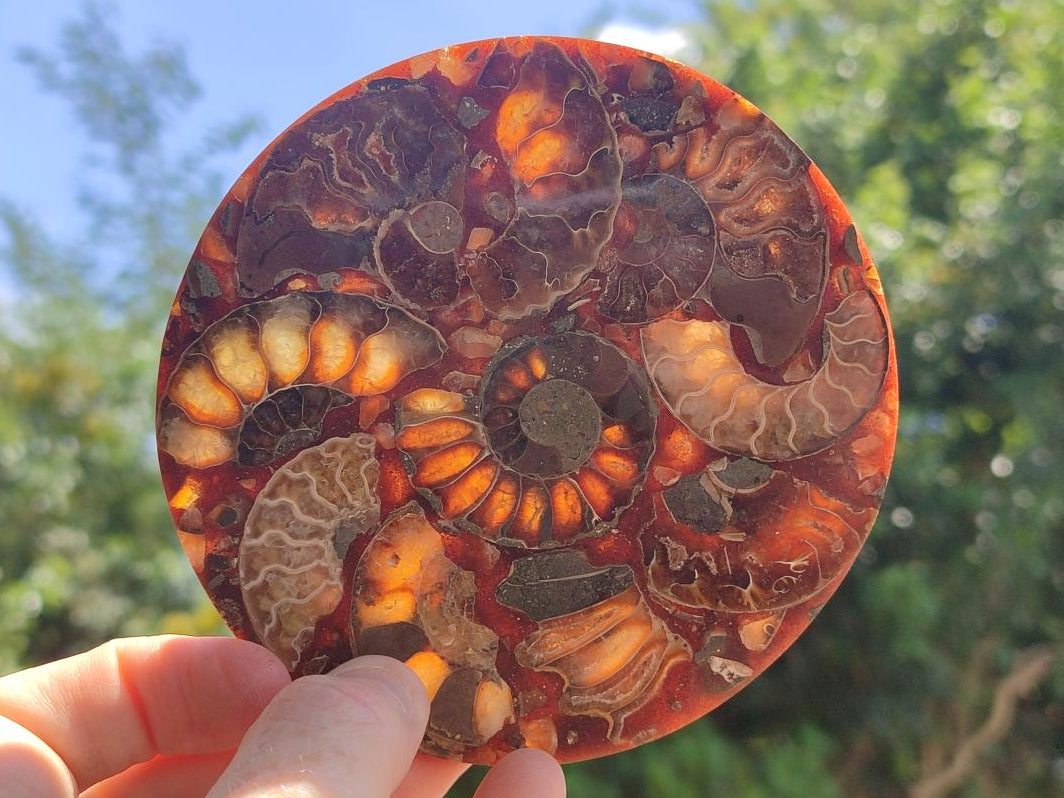 Hand Made Ammonite Conglomerate Coffee Table Coasters x 6 From Mahajanga, Madagascar