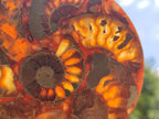 Hand Made Ammonite Conglomerate Coffee Table Coasters x 6 From Mahajanga, Madagascar