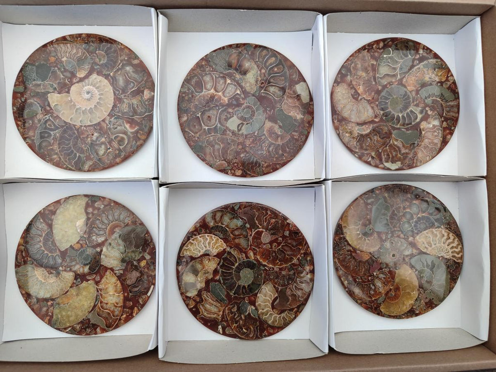 Hand Made Ammonite Conglomerate Coffee Table Coasters x 6 From Mahajanga, Madagascar