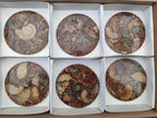 Hand Made Ammonite Conglomerate Coffee Table Coasters x 6 From Mahajanga, Madagascar