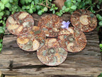 Hand Made Ammonite Conglomerate Coffee Table Coasters x 6 From Mahajanga, Madagascar
