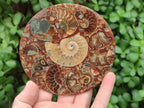 Hand Made Ammonite Conglomerate Coffee Table Coasters x 6 From Mahajanga, Madagascar
