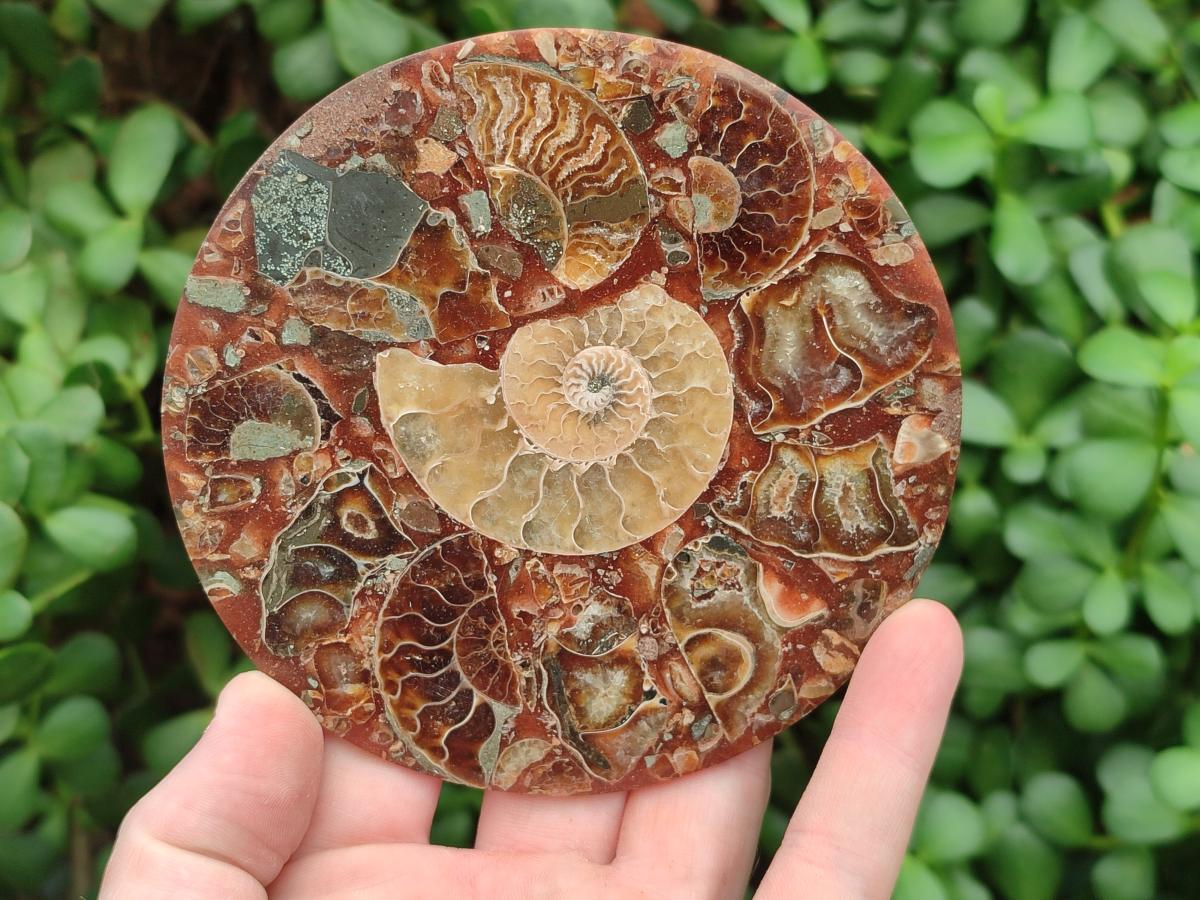Hand Made Ammonite Conglomerate Coffee Table Coasters x 6 From Mahajanga, Madagascar