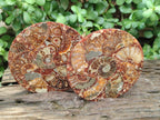 Hand Made Ammonite Conglomerate Coffee Table Coasters x 6 From Mahajanga, Madagascar