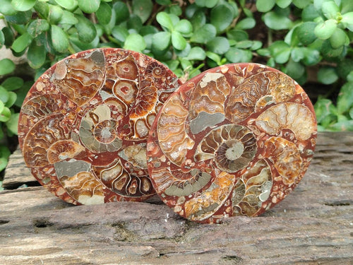 Hand Made Ammonite Conglomerate Coffee Table Coasters x 6 From Mahajanga, Madagascar