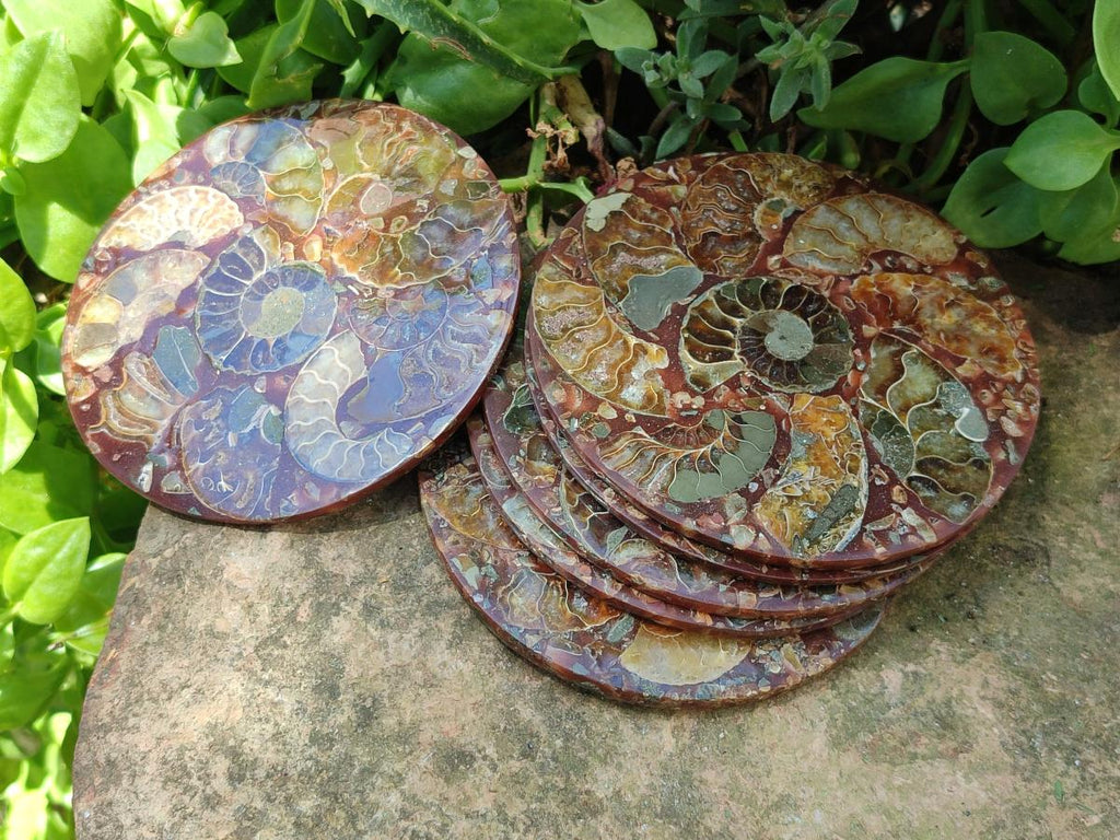 Hand Made Ammonite Conglomerate Coffee Table Coasters x 6 From Mahajanga, Madagascar