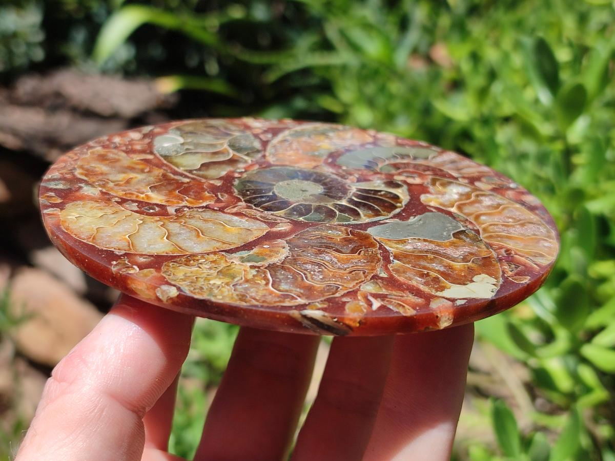 Hand Made Ammonite Conglomerate Coffee Table Coasters x 6 From Mahajanga, Madagascar