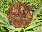 Hand Made Ammonite Conglomerate Coffee Table Coasters x 6 From Mahajanga, Madagascar