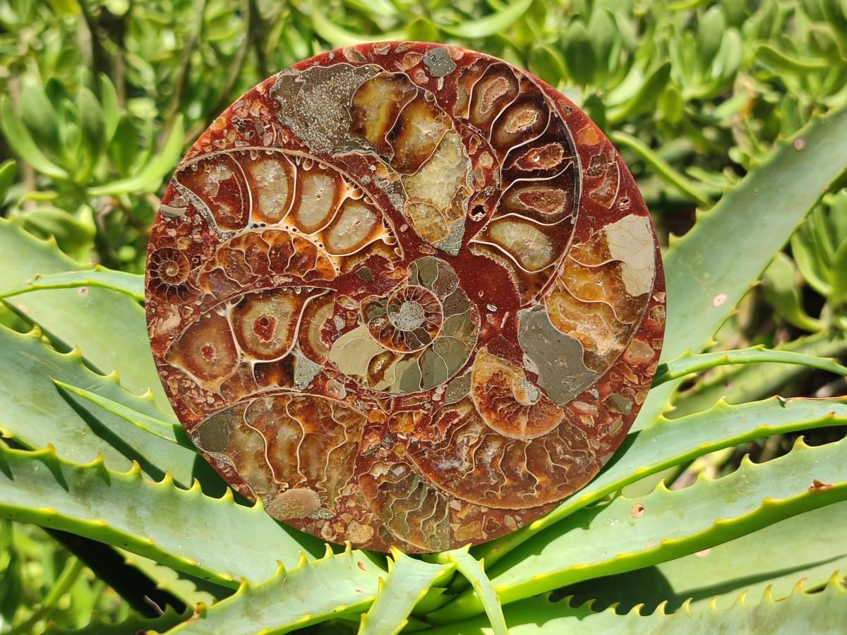 Hand Made Ammonite Conglomerate Coffee Table Coasters x 6 From Mahajanga, Madagascar