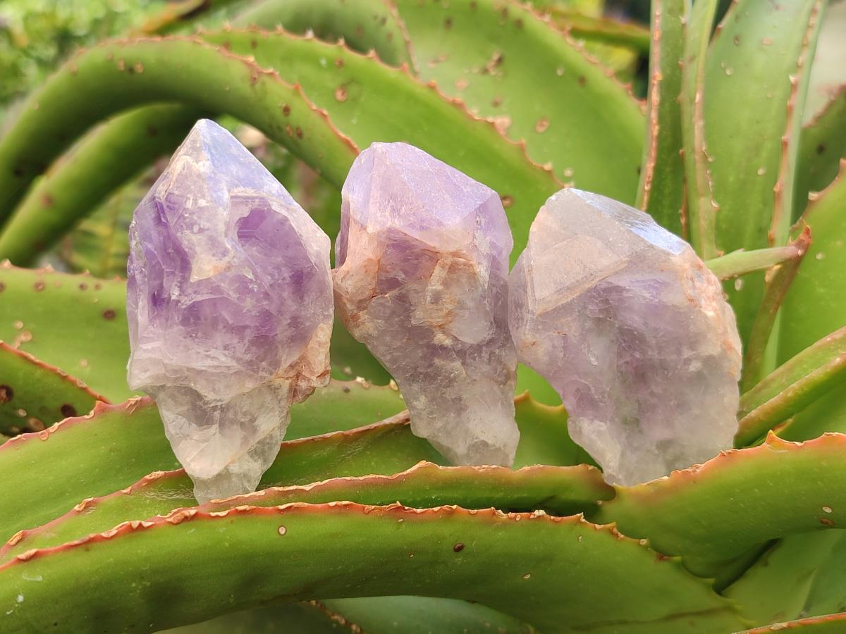 Natural Jacaranda Amethyst Single Crystals x 24 From Mumbwa, Zambia