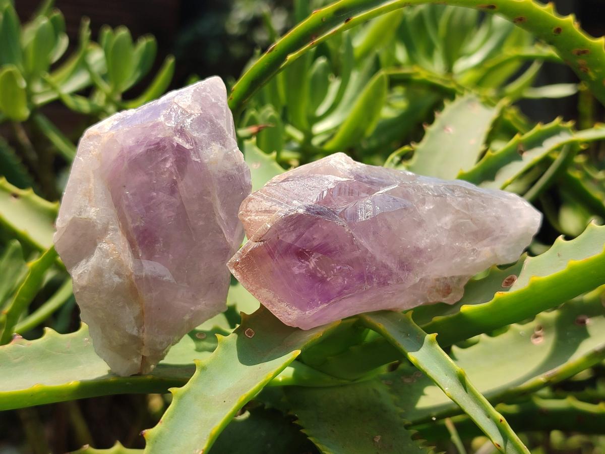 Natural Jacaranda Amethyst Single Crystals x 24 From Mumbwa, Zambia