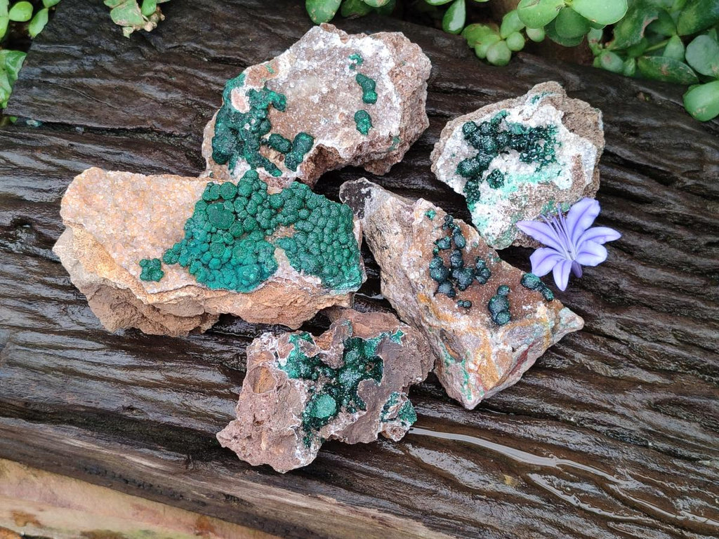 Natural Drusy Quartz Coated Ball Malachite On Dolomite Specimens x 5 From Mindingi Mine, Kambove, Congo