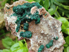 Natural Drusy Quartz Coated Ball Malachite On Dolomite Specimens x 5 From Mindingi Mine, Kambove, Congo