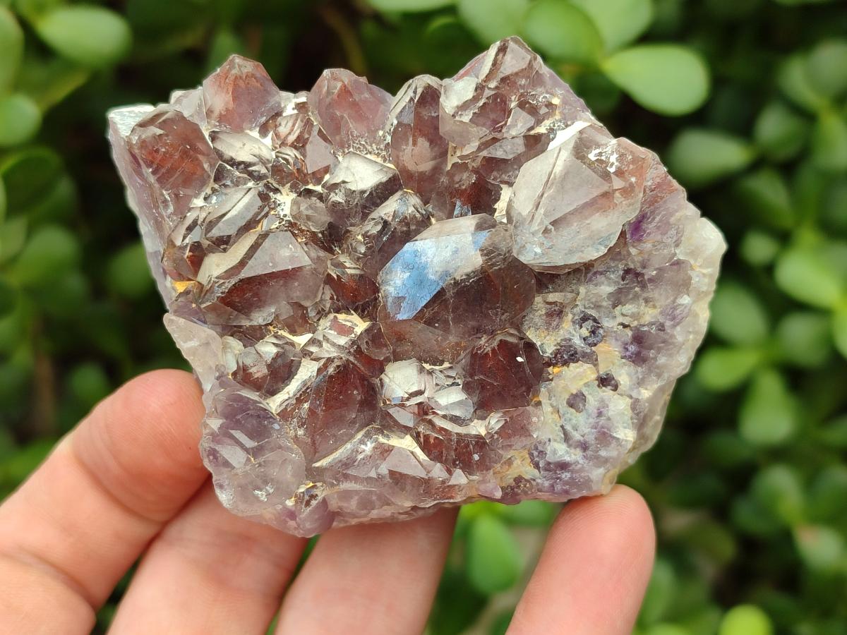 Natural Rare Amethyst Asylum Quartz Clusters x 12 From Luena, Congo