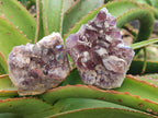 Natural Rare Amethyst Asylum Quartz Clusters x 12 From Luena, Congo
