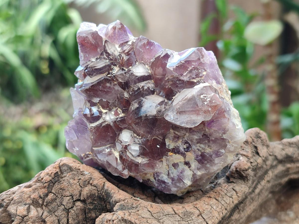 Natural Rare Amethyst Asylum Quartz Clusters x 12 From Luena, Congo
