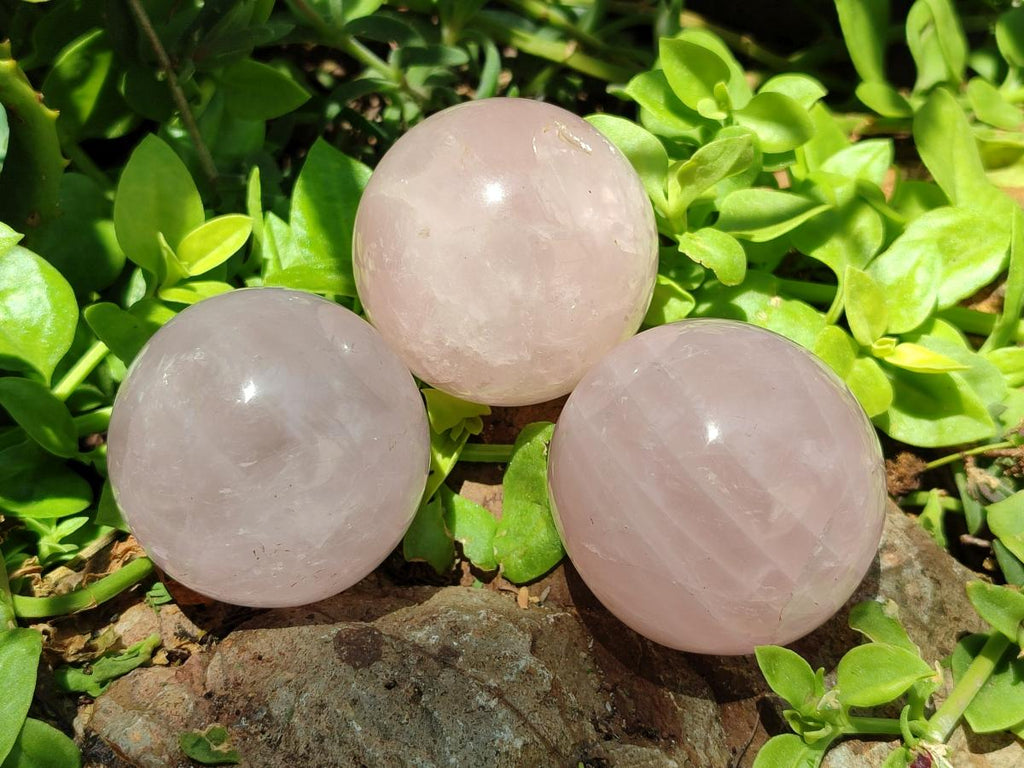 Polished Gemmy Star Rose Quartz Spheres x 6 From Madagascar
