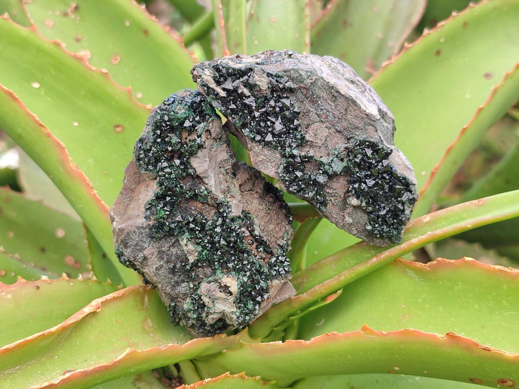 Natural Libethenite Crystals on Dolomite Matrix Specimens x 6 From Shituru, Congo - Toprock Gemstones and Minerals 