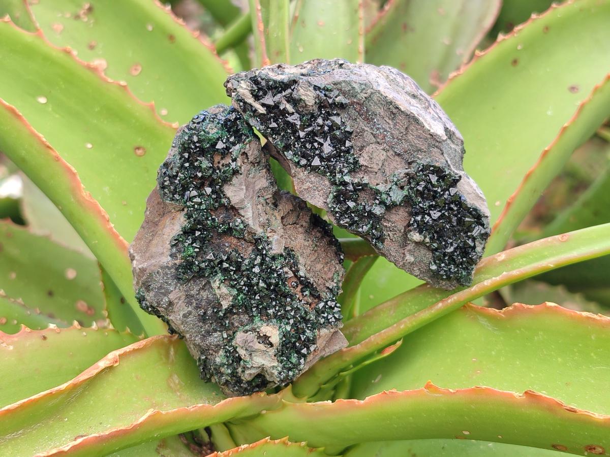 Natural Libethenite Crystals on Dolomite Matrix Specimens x 6 From Shituru, Congo - Toprock Gemstones and Minerals 