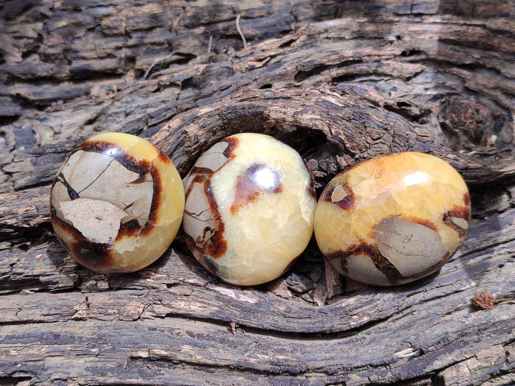 Polished Septerye Galets x 12 From Mahajanga, Madagascar