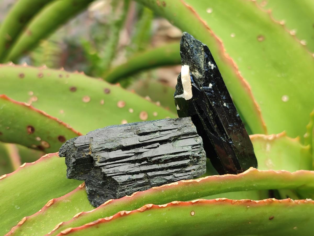 Natural Aegirine and Arfvedsonite Crystals x 35 From Zomba, Malawi