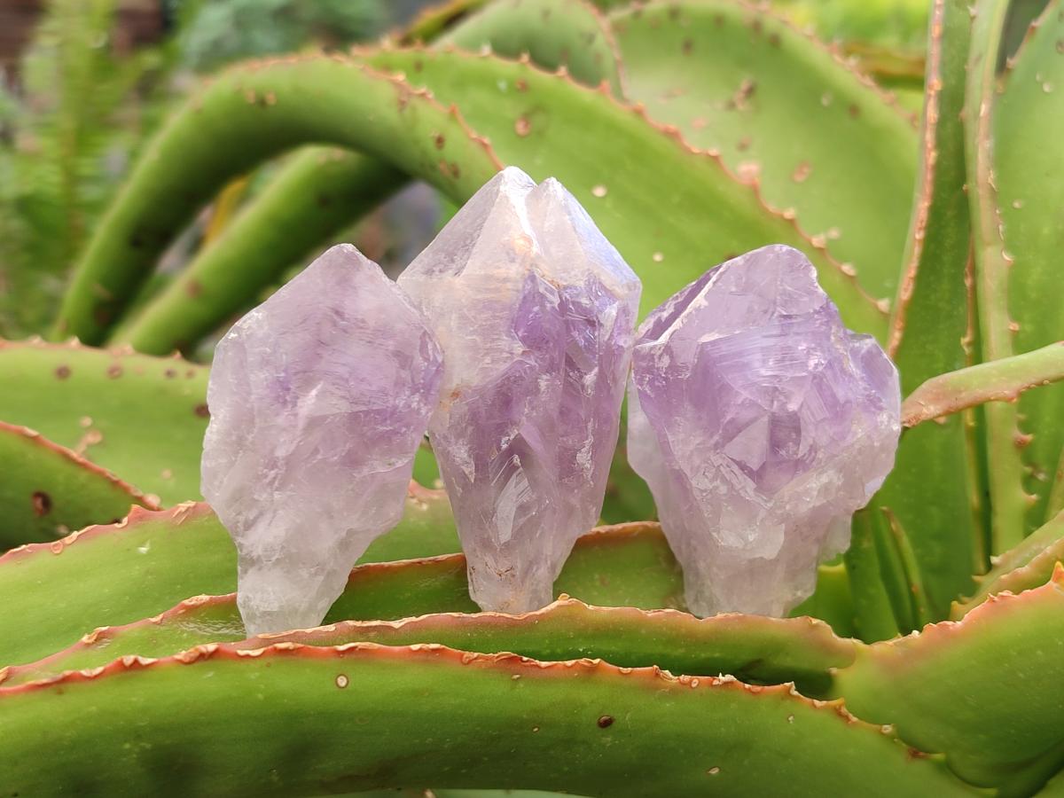 Natural Jacaranda Amethyst Single Crystals x 35 From Mumbwa, Zambia