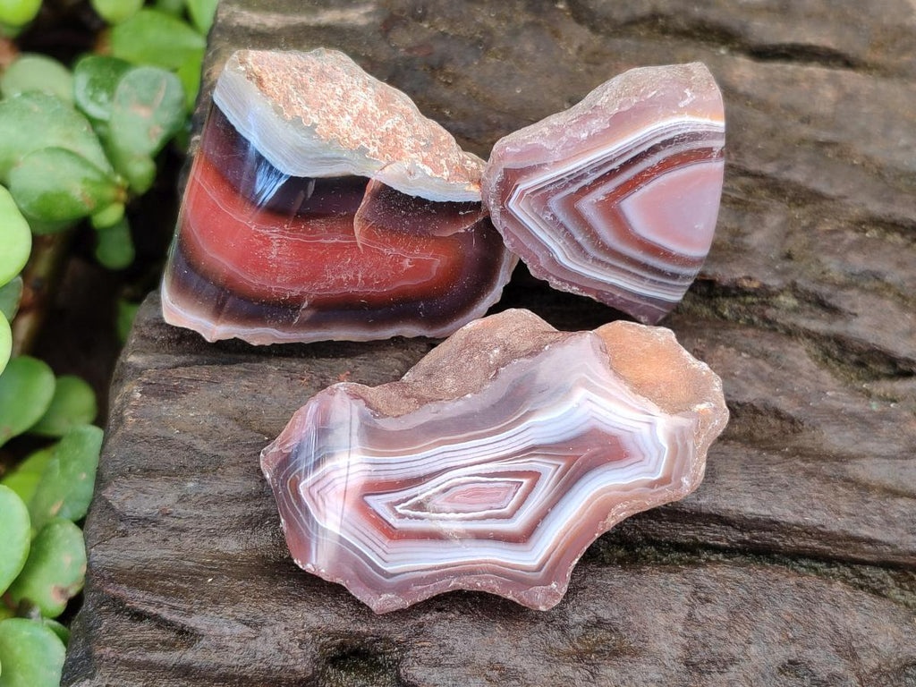 Polished One Side Red Shashe River Agate Nodules x 35 From Shashe River, Zimbabwe