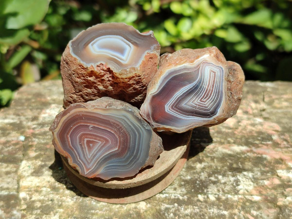 Polished One Side Red Shashe River Agate Nodules x 35 From Shashe River, Zimbabwe