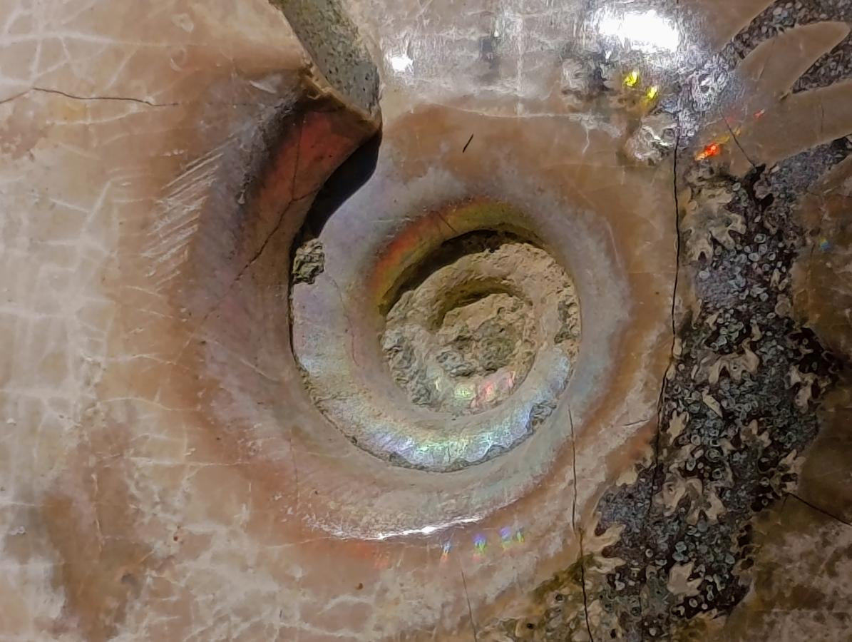 Polished Cleoniceras Ammolite Opalized Ammonite Fossils x 3 From Tulear, Madagascar