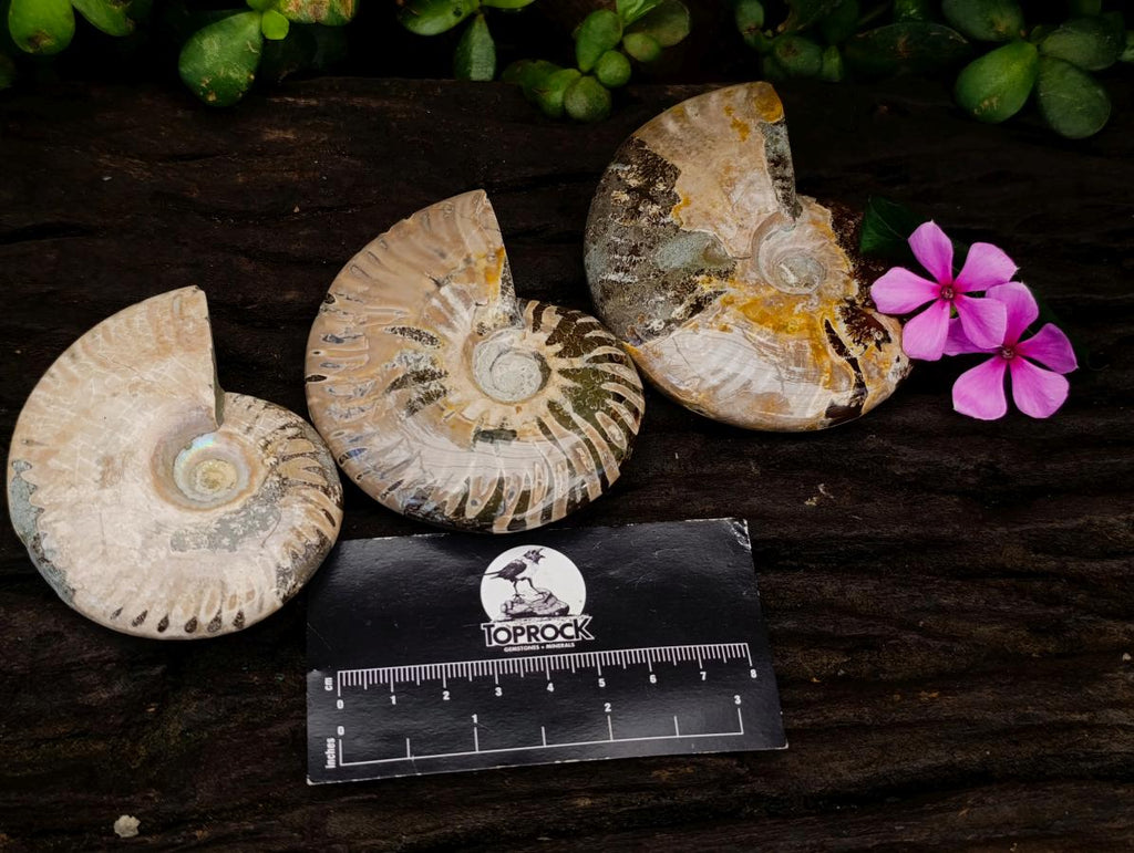 Polished Cleoniceras Ammolite Opalized Ammonite Fossils x 3 From Tulear, Madagascar