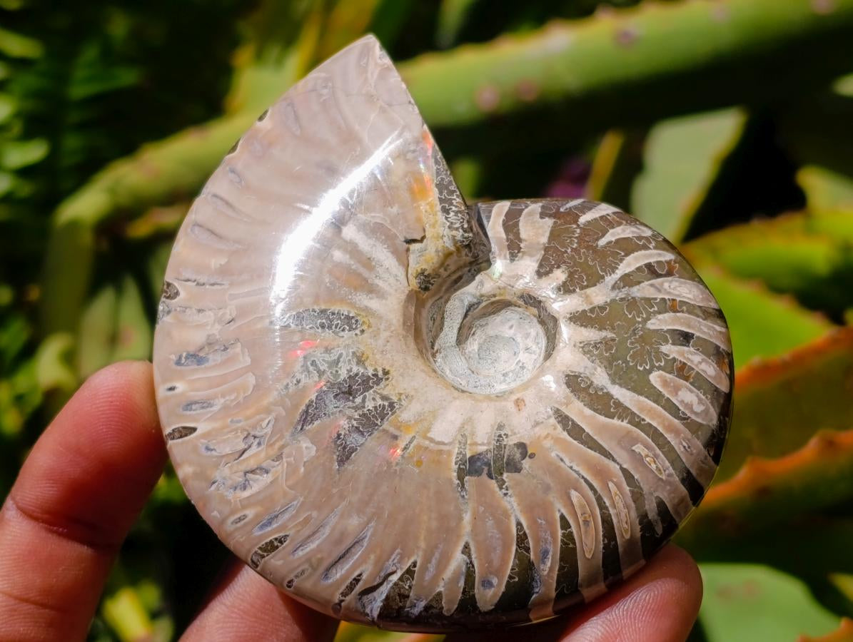 Polished Cleoniceras Ammolite Opalized Ammonite Fossils x 3 From Tulear, Madagascar