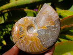 Polished Cleoniceras Ammolite Opalized Ammonite Fossils x 3 From Tulear, Madagascar