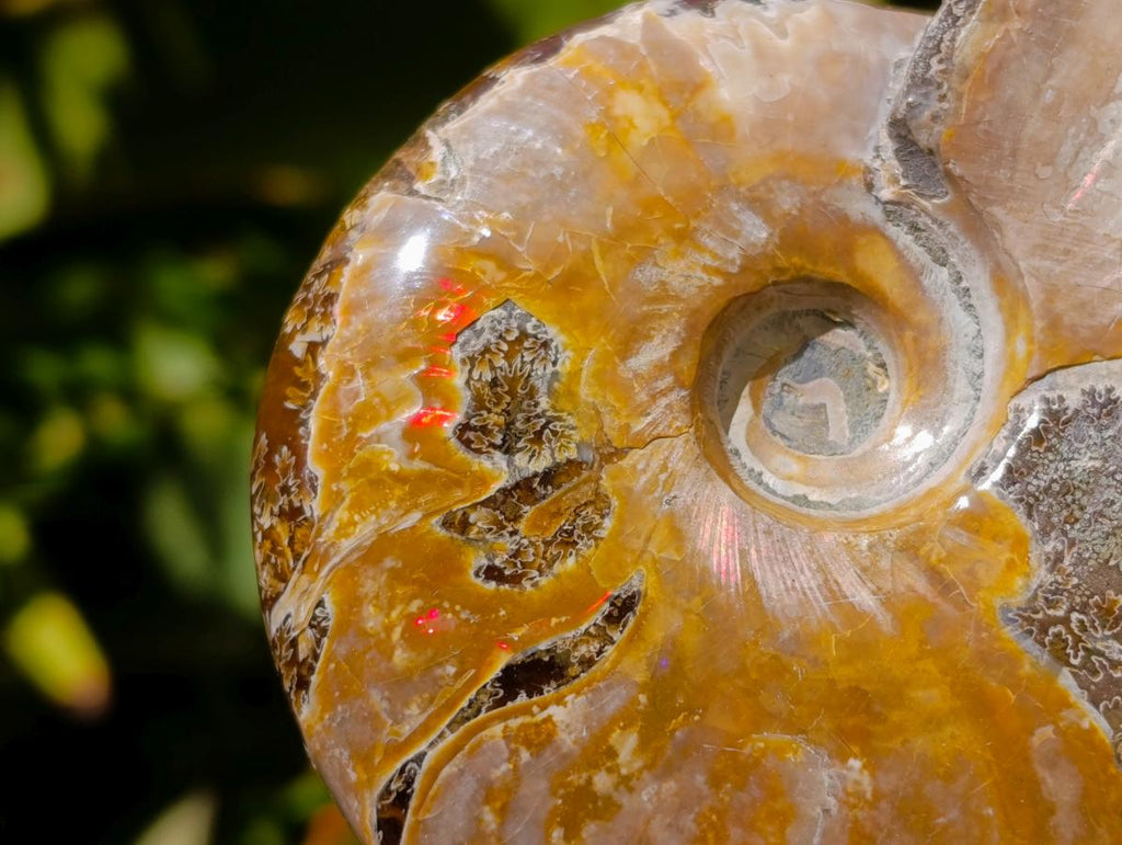 Polished Cleoniceras Ammolite Opalized Ammonite Fossils x 3 From Tulear, Madagascar