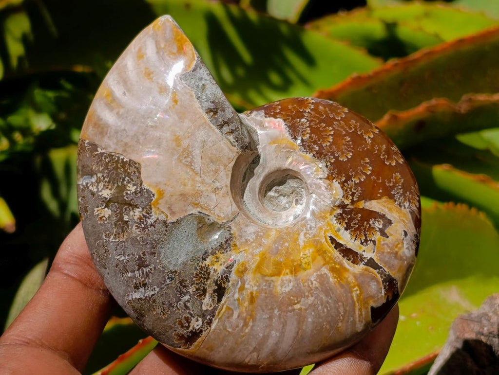 Polished Cleoniceras Ammolite Opalized Ammonite Fossils x 3 From Tulear, Madagascar