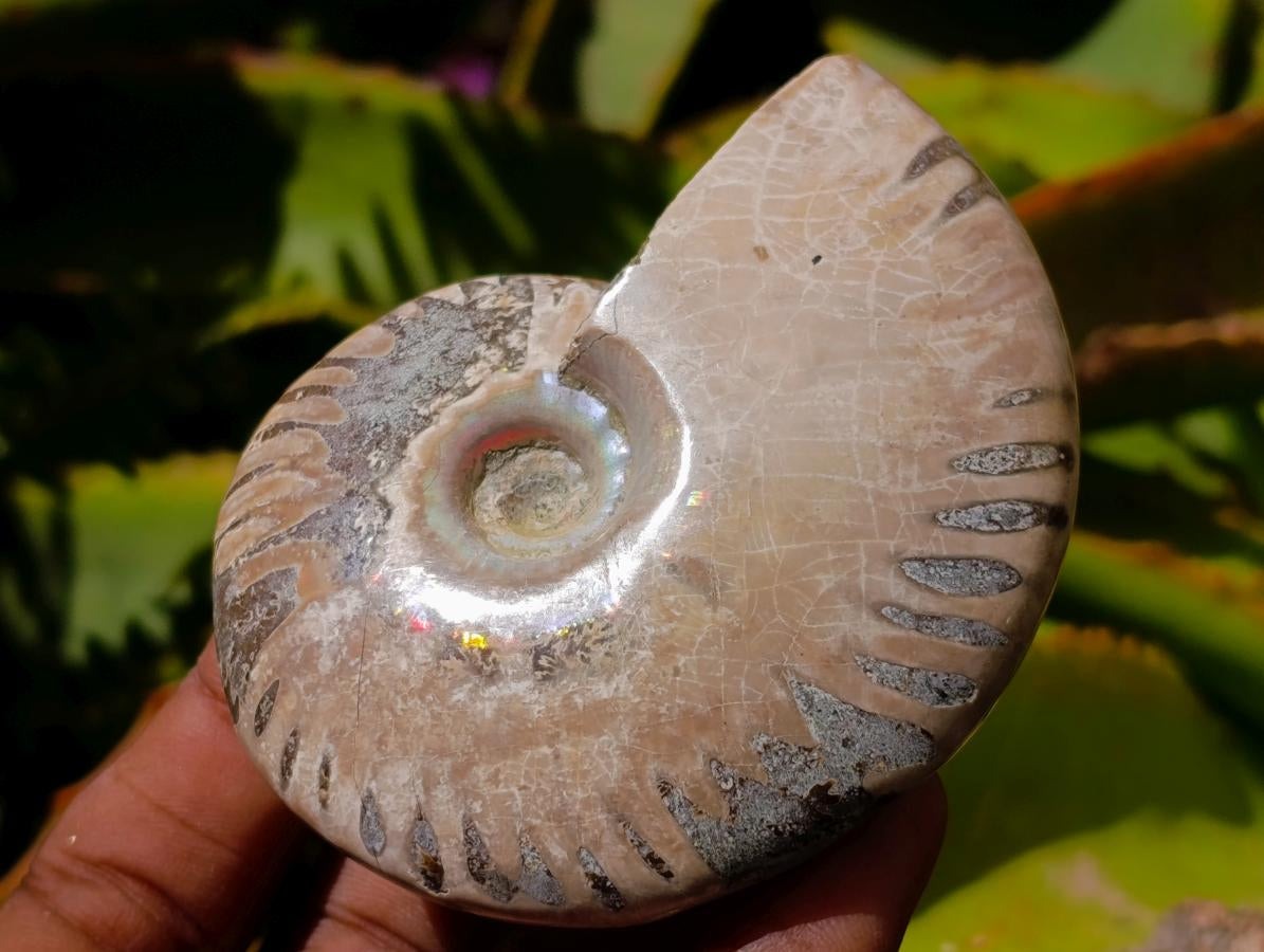 Polished Cleoniceras Ammolite Opalized Ammonite Fossils x 3 From Tulear, Madagascar