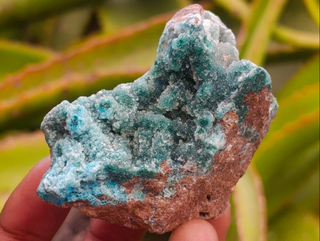 Natural Drusy Chrysocolla with Malachite Specimens x 12 From Kolwezi, Congo