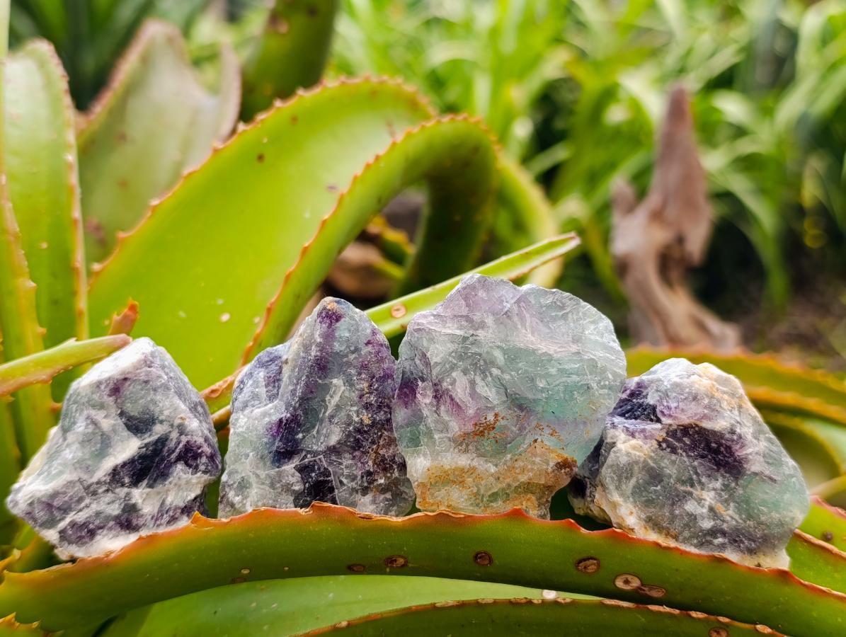 Natural Watermelon Fluorite Cobbed Specimens x 35 From Uis, Namibia