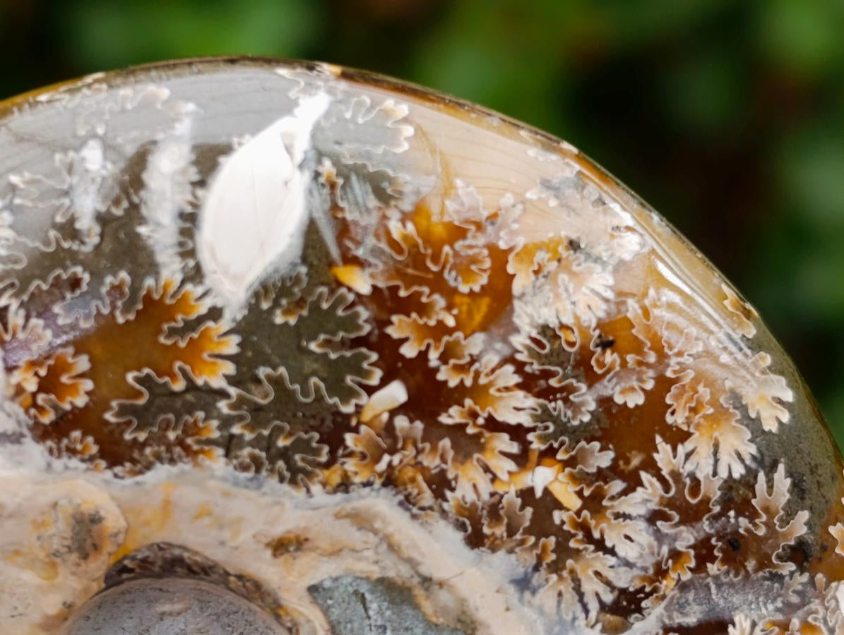 Polished Cleoniceras Ammonite Fossils x 2 From Tulear, Madagascar