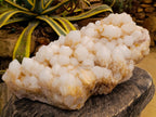 Natural XL White Pineapple Quartz Cluster x 1 From Antsirabe, Madagascar - Toprock Gemstones and Minerals 