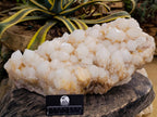 Natural XL White Pineapple Quartz Cluster x 1 From Antsirabe, Madagascar - Toprock Gemstones and Minerals 