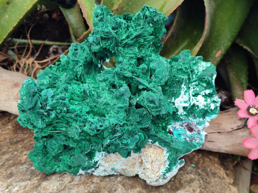 Natural XL Rare Malachite Pseudomorph Specimen x 1 From Kolwezi, Congo
