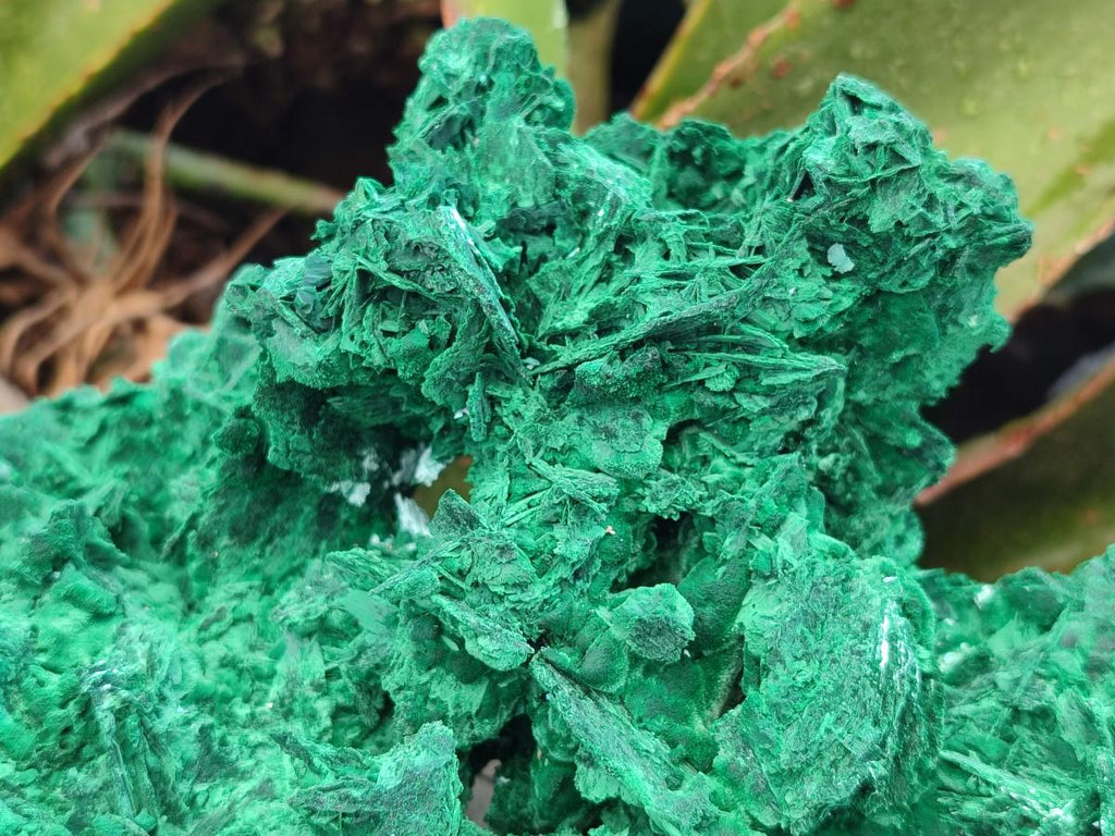 Natural XL Rare Malachite Pseudomorph Specimen x 1 From Kolwezi, Congo
