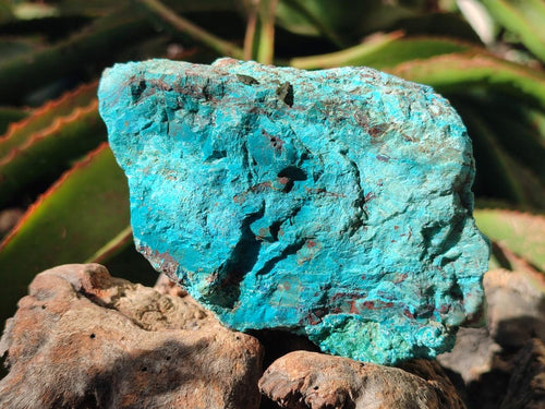 Natural Rough Shattuckite Specimen with Associated Minerals x 6 From Kaokoveld, Namibia