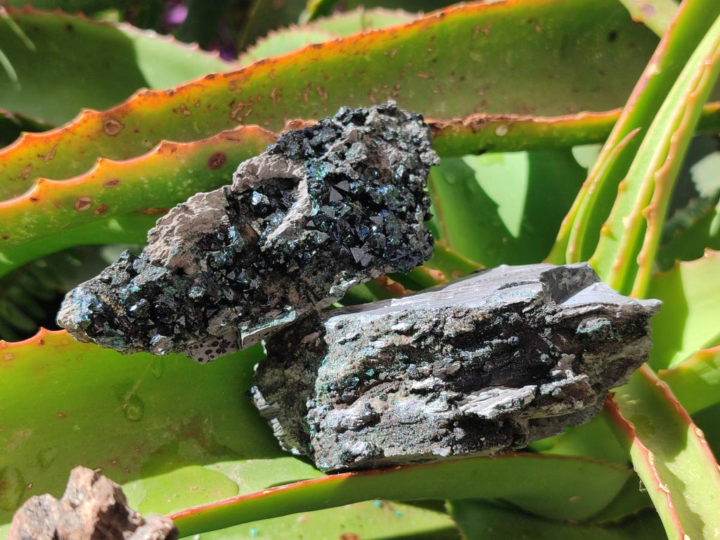 Natural Libethenite Crystals on Dolomite Matrix Specimens x 6 From Shituru, Congo