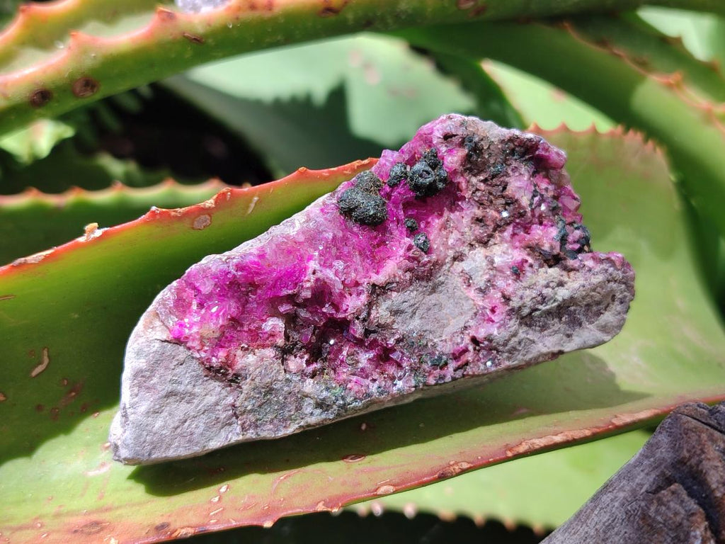 Natural Salrose Cobaltion Dolomite Specimens x 12 From Kakanda, Congo