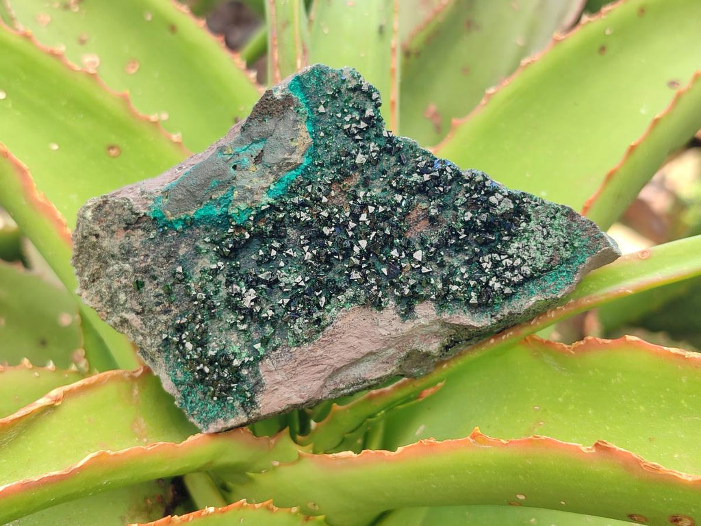 Natural Libethenite Crystals on Dolomite Matrix Specimens x 6 From Shituru, Congo - Toprock Gemstones and Minerals 